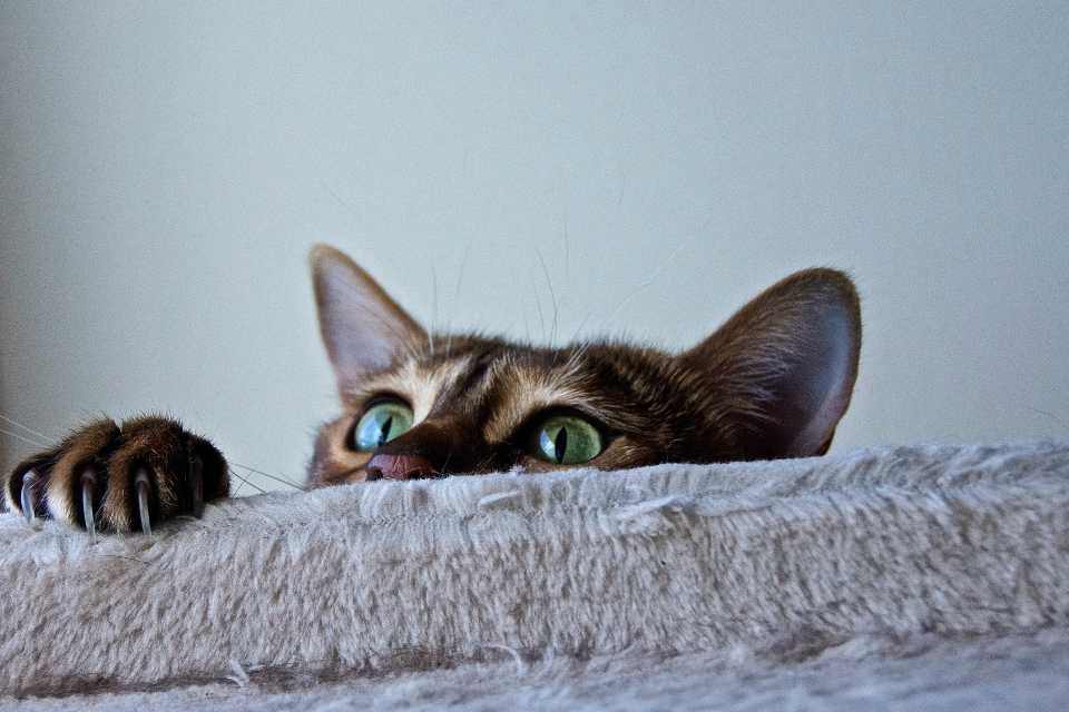 Koralyn Krea • FAQ Sites WordPress